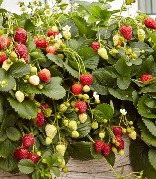 Fragaria x ananassa 'Delizz F1'
